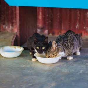 猫猫能长期吃素食吗?你应该给猫猫吃纯素餐吗?
