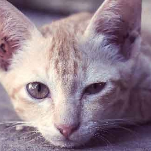 猫咪子宫积脓是怎样发生的?