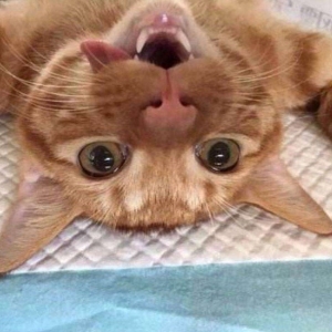 猫要不要打狂犬疫苗？