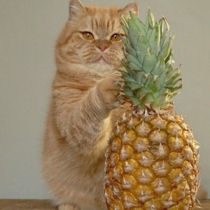 猫猫能吃菠萝吗?