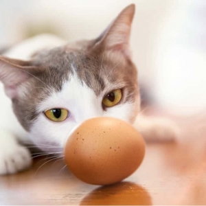 猫能吃鸡蛋吗？
