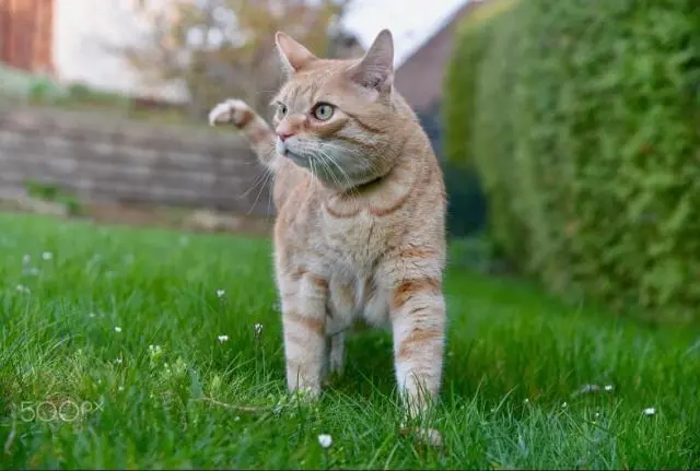 不要给猫咪用“透明猫包”，只会给猫咪造成伤害