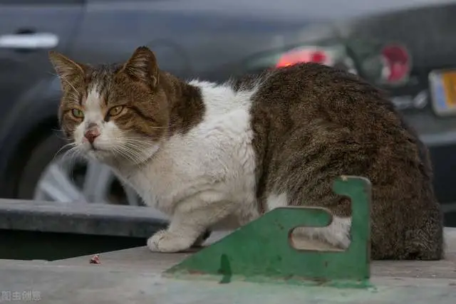 当你遇到一只可怜的流浪猫的时候，你会把它带回家吗？