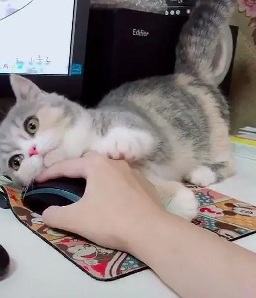 太可惜了！猫咪用这5种方式表达爱意，主人居然看不懂