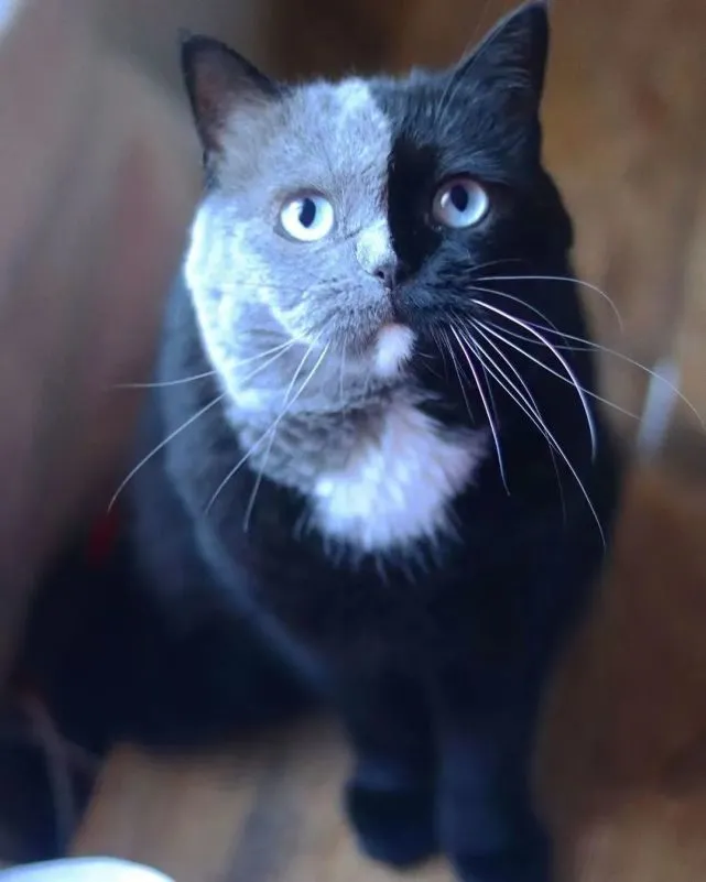小猫咪你是不是黑猫与蓝猫的合体啦，这么对称