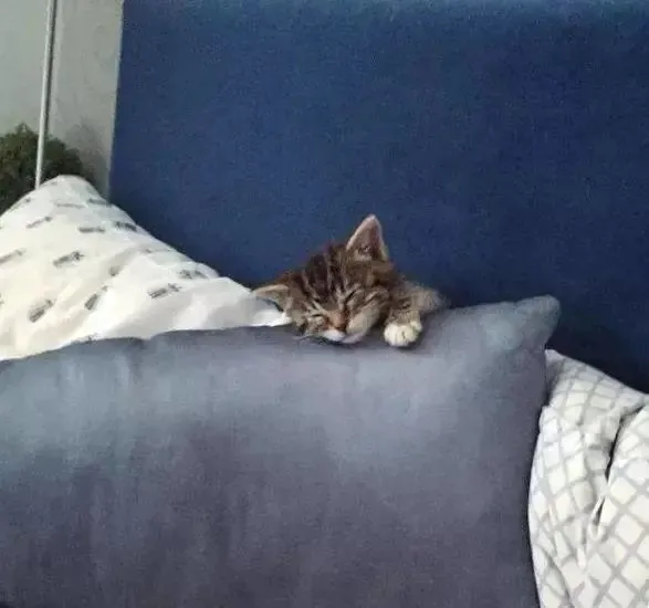 猫趣｜被猫妈妈遗弃的小猫咪，双眼差点失明，如今却逆袭成了喵生赢家