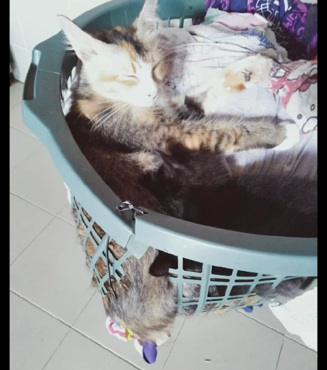 洗衣篮都烂了，猫咪还待在里面不出来，猫：不嫌筐破，越破越喜欢