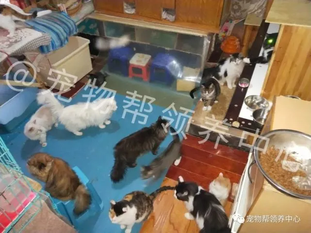 小猫感染支原体病毒，导致眼睛发炎，医生说可能要摘除眼球了……