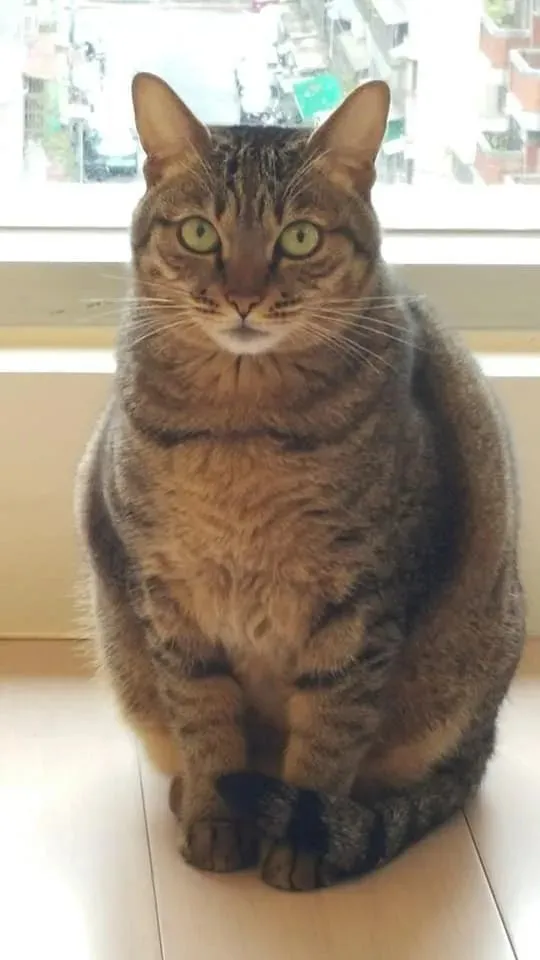 找到猫咪13年前的照片，年轻的时候真是瘦啊