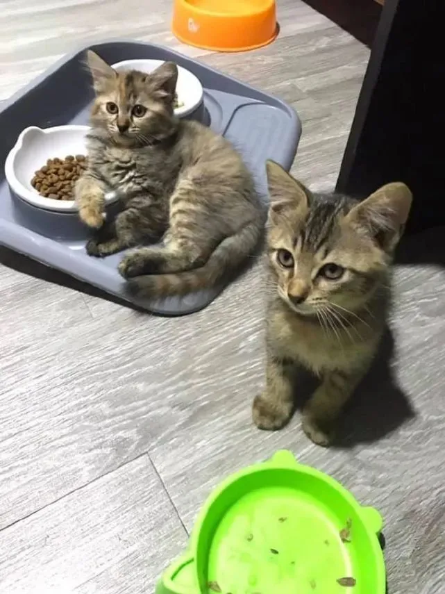猫咪打碎了东西，可是面对质问脸不改色啊