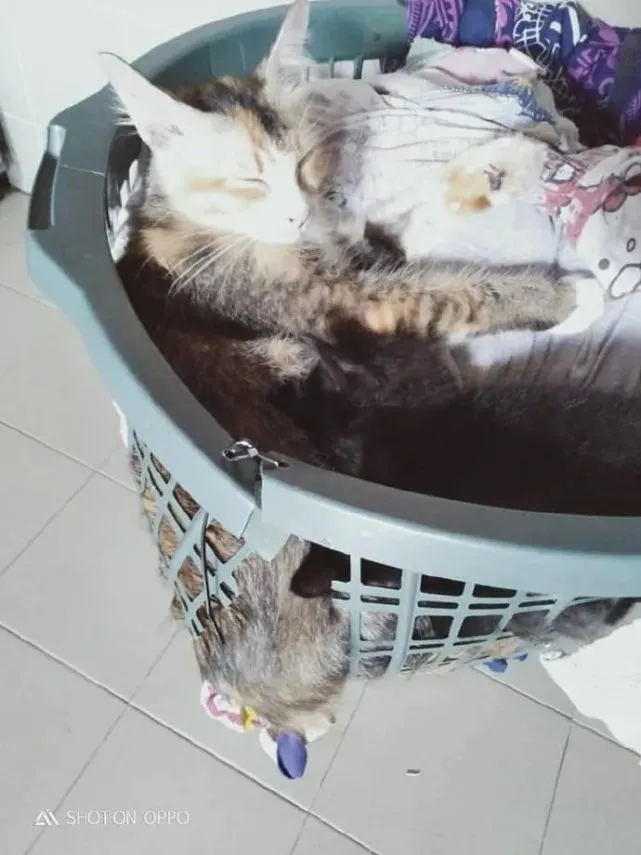 篮子都给猫咪躺坏了，猫咪还是要坚持到篮子里