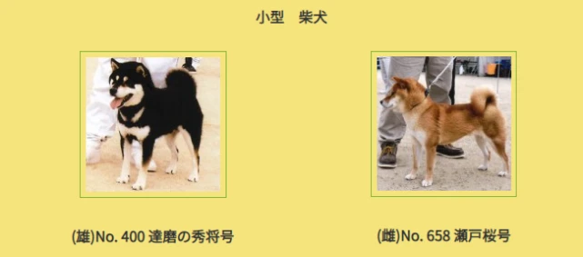 岛国人有多喜欢柴犬，这次又被可爱到了！