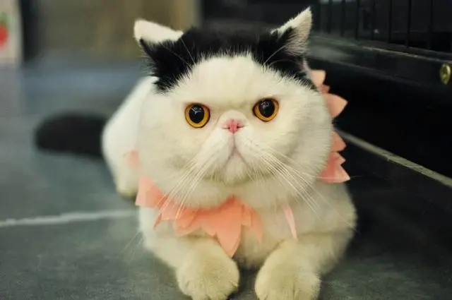 这5种猫咪，人生要养上一只，才能不留遗憾！