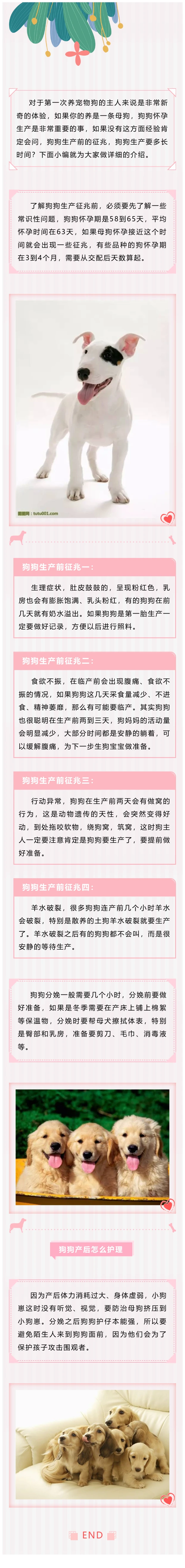 狗狗生产前的征兆，狗狗生产要多长时间