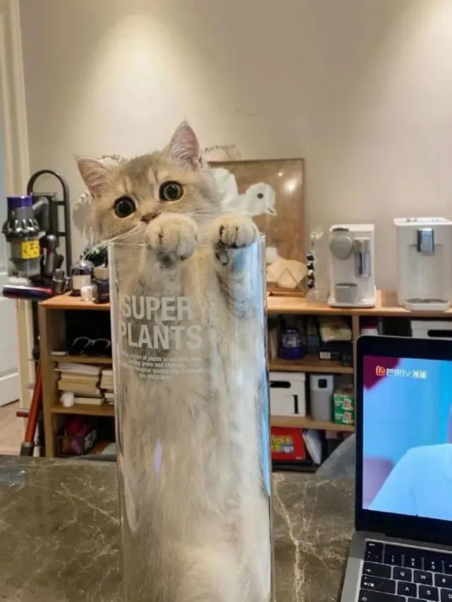 也不知道猫咪怎么到玻璃瓶里去，这下出不来了吧