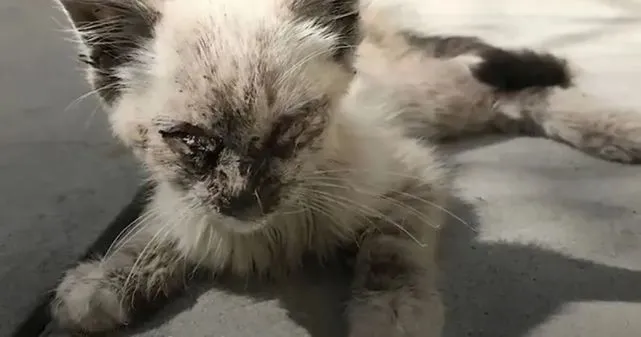 猫趣｜猫咪的美丑，性格的好坏，只与一个因素有关，那就是人