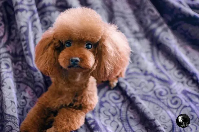 “丁宝训犬”泰迪的毛色为什么会变浅？