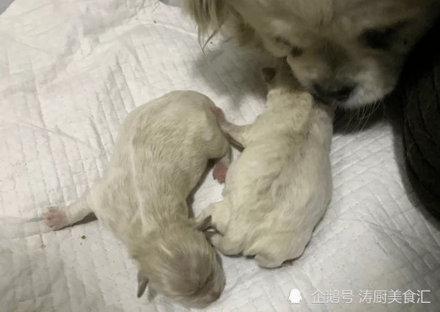 4000万流浪狗何去何从，单靠爱心改变不了它们的命运，应该怎么办