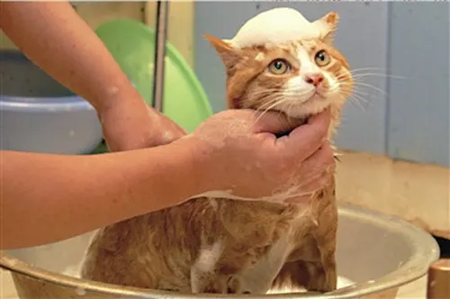 田园猫养了6年，都没洗过澡，猫咪一辈子不洗澡可以吗？