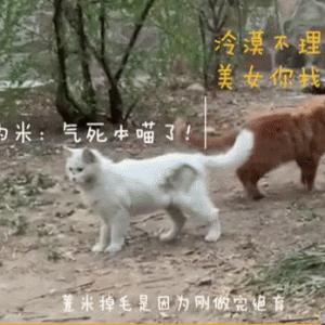 “北大校猫”火后，大学校园流浪猫处境如何？