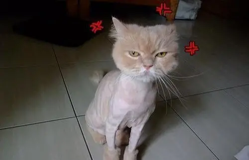 猫咪夏天真的怕热吗？