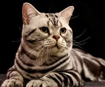 寿命较长的7种猫咪，它们有更长的寿命，陪你走过美好的时光