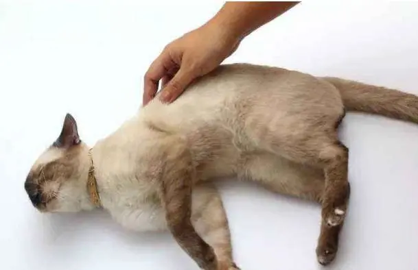 猫最“渴望”被摸得5处，主人平时多摸，它会越爱你