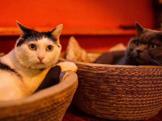 不怕告诉你，基本上养猫的都是这几种人！