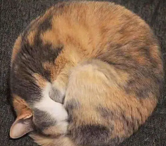 猫咪在家有这些睡姿，说明它爱死你了