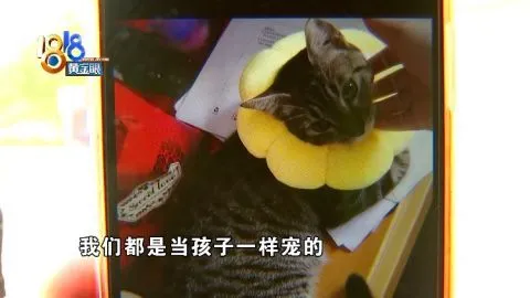 小猫“去势”后没了，术前检查不全面？