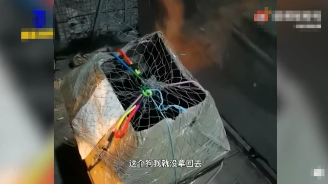大连两女子将4只狗遗弃在流浪狗基地，基地主人：这就是道德绑架