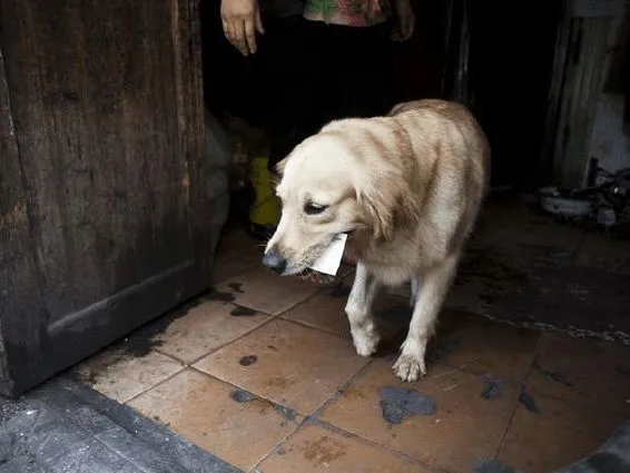 金毛独自上街捡废品，只为照顾独居老人，多少人还不如一只狗！