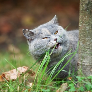 猫为什么吃草，猫吃草安全吗？