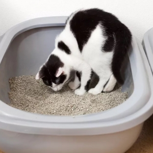 猫为什么会吃猫砂？怎么解决？
