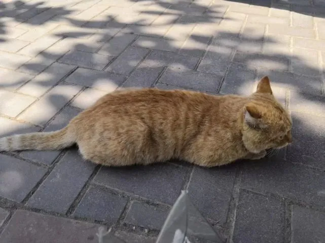 为什么有人宁愿买宠物也不愿收养流浪猫呢？