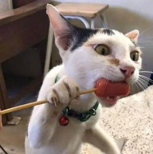 厨房里的肉不见了，看到我家猫的肚子，我才明悟