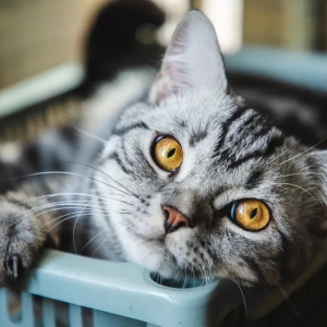 猫得了青光眼怎么办？如何预防猫患青光眼?