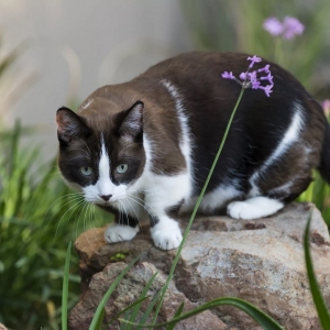 猫的前庭综合征是什么病?