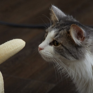 猫能吃香蕉吗？