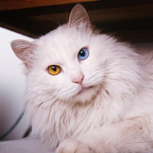 猫的异色瞳（阴阳眼）是怎么回事？