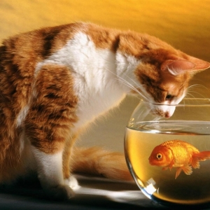 猫能吃金鱼吗？