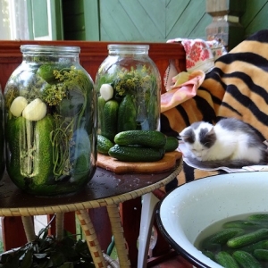 猫能吃泡菜吗?