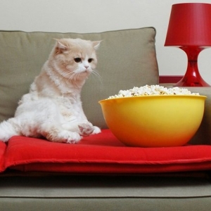 猫能吃爆米花吗?