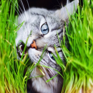 猫为什么吃草的新基础理论