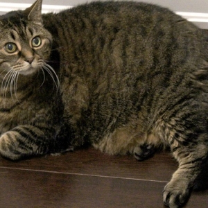 猫太胖怎么办？让它节食减肥