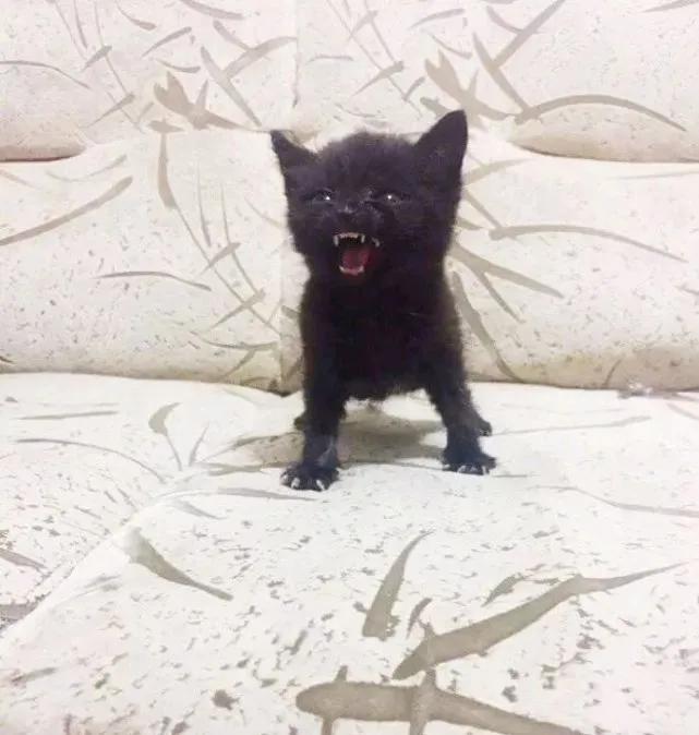 小猫很萌？生气起来也是超凶、超可怕的！