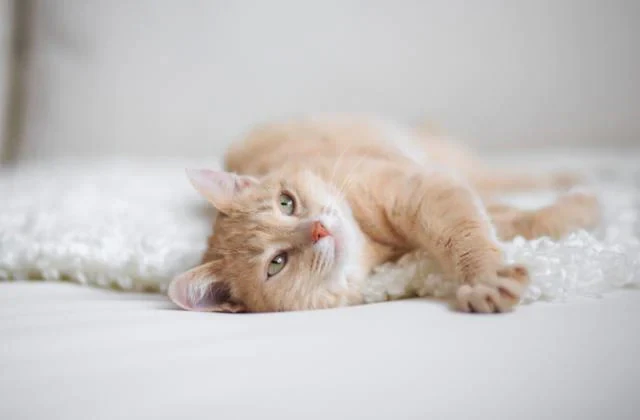 猫会打嗝吗？