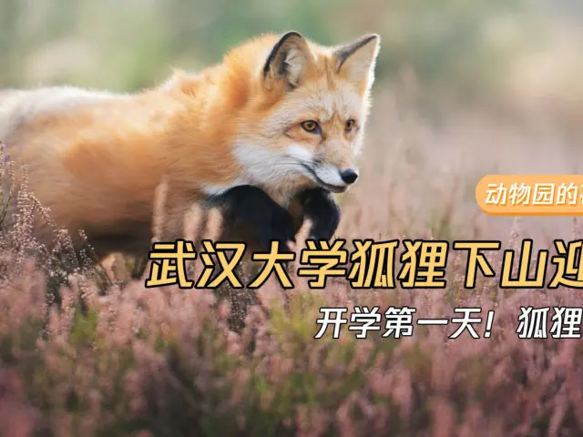 开学第一天！武汉大学的狐狸竟下山迎接新生