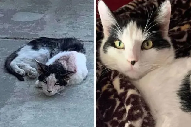 猫咪天生斗鸡眼被嫌弃！网友：这哪是斗鸡眼，分明是小精灵