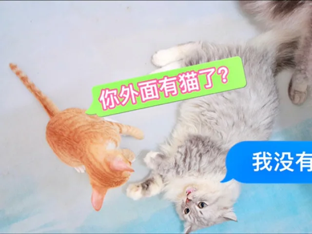 你知道猫的脾气多大吗？两个小家伙互舔毛时发现味道不对，立马打架了